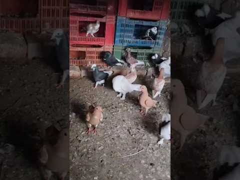 Fanci kabutr #shorts #video #💘❤sultanpur pigeon 😍😍