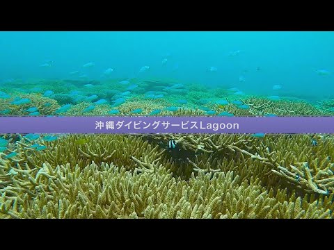 沖縄ダイビングサービスLagoon