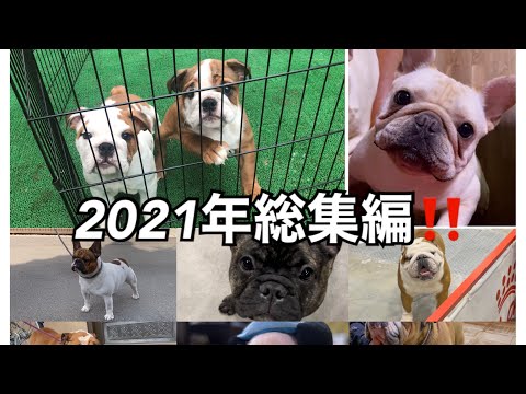 #フレンチブルドッグ#ブルドッグ#グランブルー犬舎#イーストジャパン小山#518【2021年総集編！】