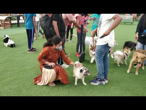 మన హైదరాబాద్ లో కుక్కలకు స్పెషల్ పార్క్/Dog park Gachibowli Hyderabad/Telugudanam by Divyavarma