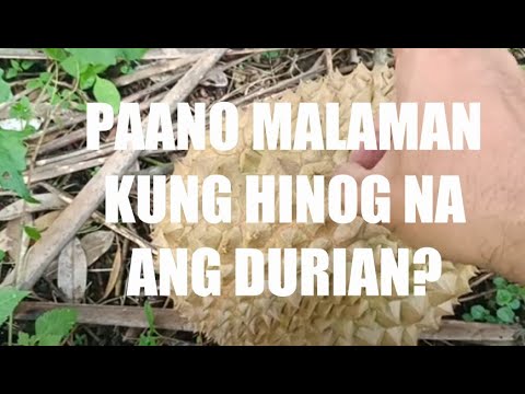 How to determine if durian is ready for harvesting