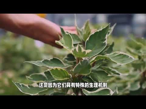 冬季的常绿战士，不落叶植物的生存之道