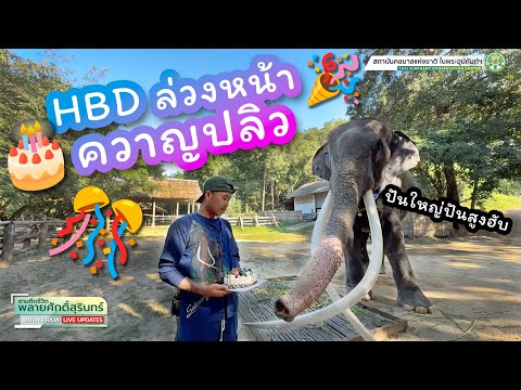 ตามติดชีวิต #พลายศักดิ์สุรินทร์ 12 ธันวาคม 2567 เซอร์ไพรซ์ไหม?? สุขสันต์วันเกิดล่วงหน้าควาญปลิว