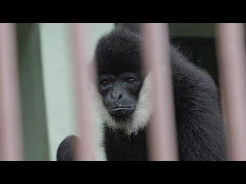 Chocopapa and Kinako, Beppu Rakutenchi, Gibbon, 202411