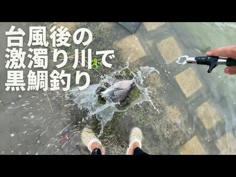 台風の大雨の影響で激濁りした川でヘチ釣りで黒鯛を釣る