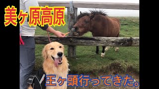 美ヶ原高原、王ヶ頭行ってきた。 犬連れ登山　ゴールデンレトリバー