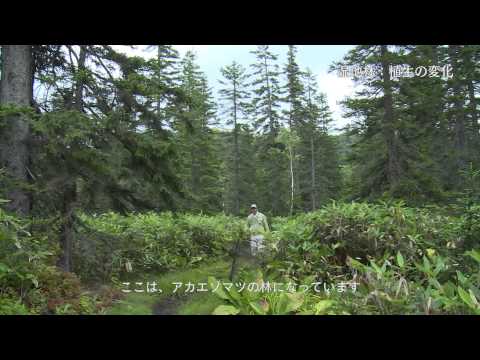 湿地林：植生の変化