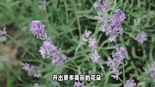 薰衣草施肥技巧分享：底肥追肥怎么选？lavender