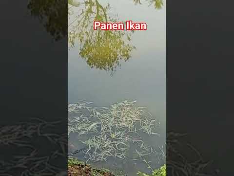 Desember panen Ikan #adventure #panen #pedesaan #alhamdulillah #alamdesa