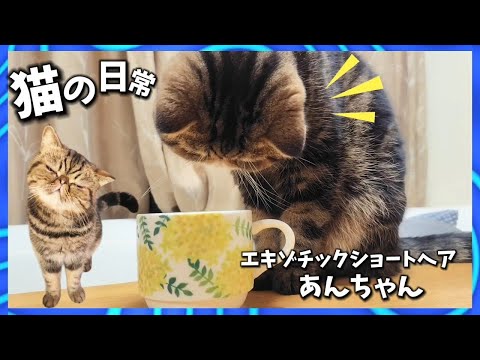 【猫の日常】コップの中身が気になる猫