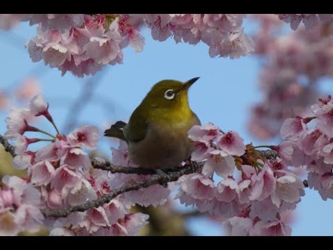 天理教本部の桜並木 2024.03.21