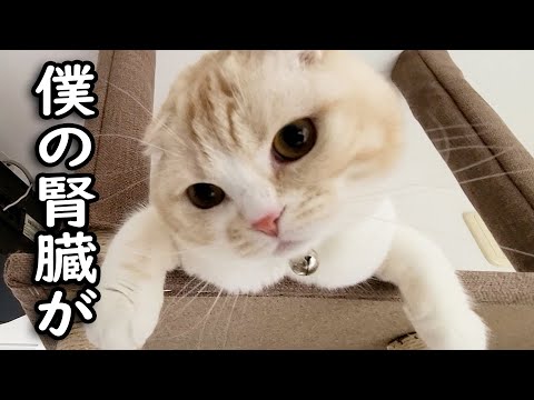 猫の腎臓の数値について...