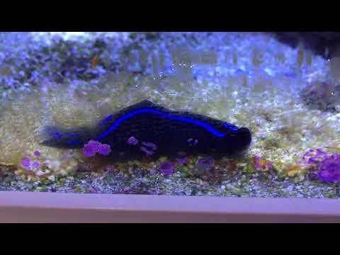 Blue Velvet Nudibranch Eating Planaria