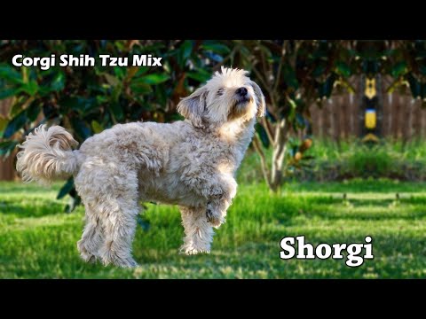 Corgi Shih Tzu Mix / The Shorgi the Cutest Dog All about This Corgi Mix