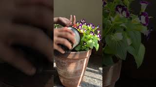 Torenia flowers #torenia #potting #wishbone