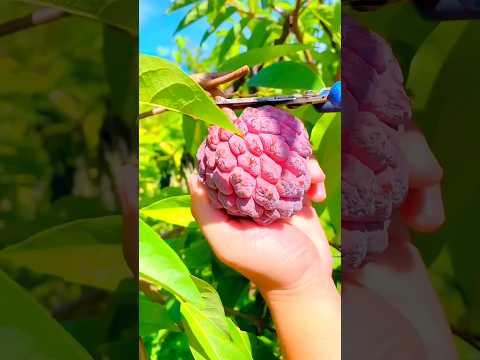 আগে দেখিনি কখনো। #cute #fruits #fruit #shorts #short #trending #song