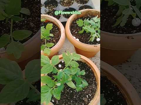 Growing Tomatoes from seeds / Home Garden #shorts #tomato #growplants