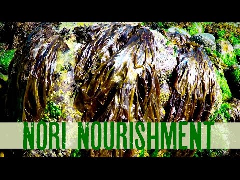 Nori Nourishment | with Herbalists Angela and Yarrow Willard | Harmonic Arts