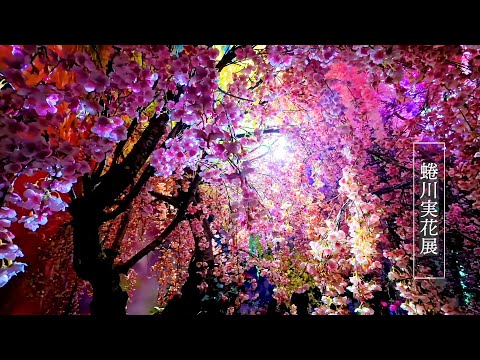 MIKA NINAGAWA EXHIBITION  蜷川実花展  Floral design of "Eternity in a Moment" 「瞬きの中の永遠」