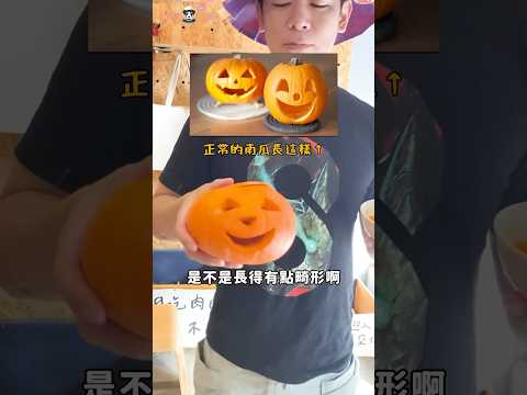 後天就是萬聖節了🧛‍♂️南瓜除了可以拿來裝飾以外，原來也可以給狗狗吃!! #萬聖節  #南瓜  #狗  #寵物鮮食 #shorts