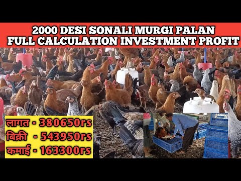 2000 देसी मुर्गी पालन में टोटल खर्च और कमाई का हिसाब || Desi Poultry Bussiness Profit