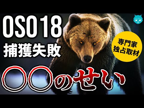 【新事実】連続牛食いヒグマ"OSO18"が捕まらない本当の理由│専門家が語る捕獲作戦のウラ事情