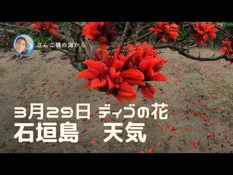 【石垣島天気】3月28日16時ごろ。15秒でわかる今日の石垣島の様子。