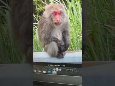 Funny photos on my computer! 電腦裡的好笑照片! (台灣獼猴 Taiwanese Macaques) #wildlife #computer #funny