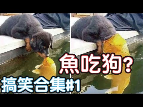 🤣2022最搞笑的寵物影片🐱🐶笑到噴飯#1/Funny Animals Video/貓/狗/cat/dog/pet/