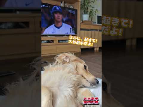 第60回ミルヒ大谷選手だよ!　Milch, Ohtani will hit a home run.