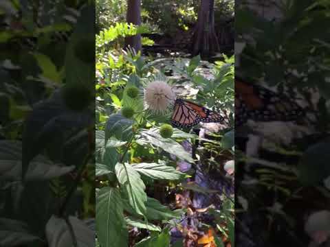 A view of Pan’s Garden: Monarch butterfly at the pond.