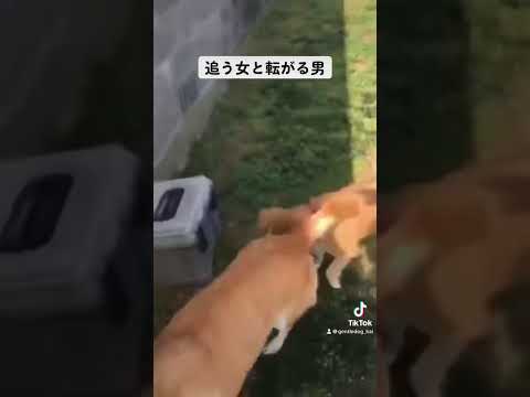 カイのモテ期。#doggo #doglover #保護犬を家族に #rescuedog #犬のいる生活 #犬のいる暮らし #doglife #dogshorts #dogvideos