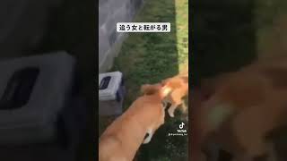 カイのモテ期。#doggo #doglover #保護犬を家族に #rescuedog #犬のいる生活 #犬のいる暮らし #doglife #dogshorts #dogvideos