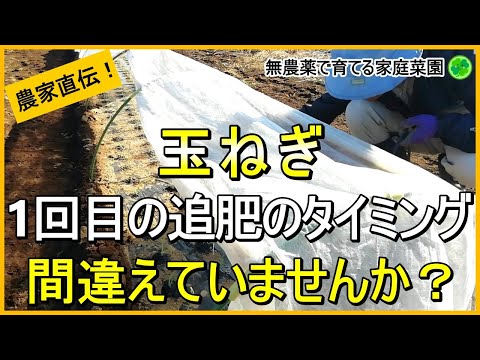 【玉ねぎ栽培】初心者が間違えやすい1回目の追肥のコツを解説！【有機農家直伝！無農薬で育てる家庭菜園】　24/11/30