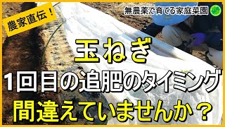 【玉ねぎ栽培】初心者が間違えやすい1回目の追肥のコツを解説！【有機農家直伝！無農薬で育てる家庭菜園】　24/11/30