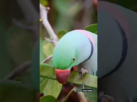 green parrot 🦜.         #trandingshorts #viral #viralshorts #green #parrot #cutebirds