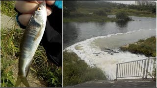 下水･温排水口でオイカワが入れ食い！！丸々と太った秋の恵みいただきます