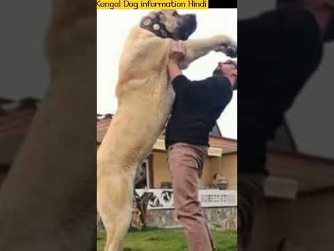 Kangal dog price & details #dogpricelist #doglover #doginformation #petwet