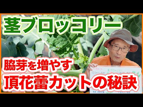 家庭菜園や農園で茎ブロッコリーの脇芽を増やすコツは・・・！頂花蕾を先端カットするテクニック【農園ライフ】