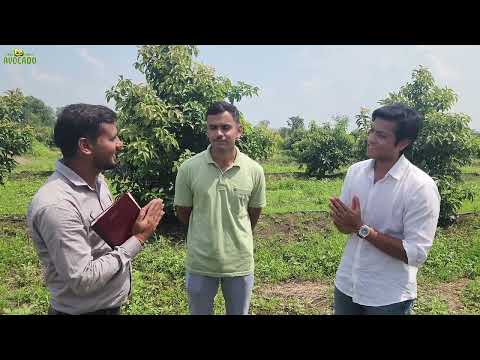 Avocado farming in Maharashtra & Gujarat | 6268643227  | Indo Israel Avocado | Vlog 152