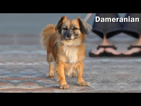 Dachshund Pomeranian mix / BEST OF DAMERANIAN MIX BREEDS