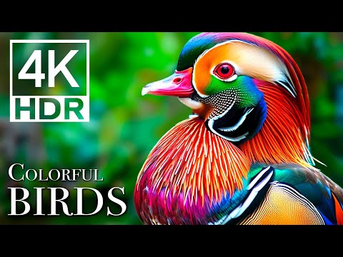 The Most Colorful Birds You'll Ever See In 4K - Birds Sound in the Forest | Scenic Relaxation Film