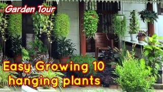 എളുപ്പത്തിൽ വളർത്താവുന്ന 10 ഹാങ്ങിങ് ചെടികൾ/ Hanging plants/shilpazz thattikootu/gardening Malayalam