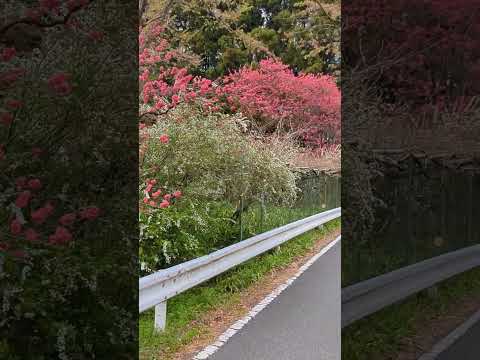 日本の春　spring in japan