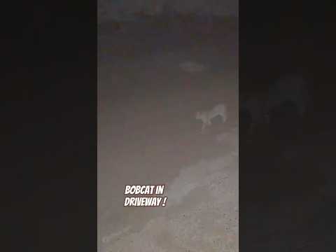 Today on the Homestead: Bobcat Spotted in Our Driveway | Colorado Wildlife Sighting #shorts