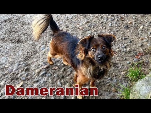 Dameranian The Cross of Dachshund and Pomeranian / Dachshund Pomeranian Mix