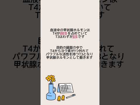 1分以内でわかる👀甲状腺ホルモンT3とT4とは