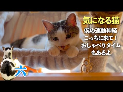 何でも気になる猫 | 文句を言いながらゴロゴロする猫 | そして今週も六は「おしゃべり猫」 | 【生まれ変わりの猫】六