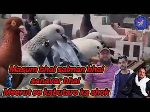 Masum Bhai Salman Bhai Meerut se kabutar shok urban pigrons