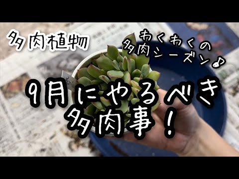 【多肉植物】多肉シーズンキター！9月にやる多肉事